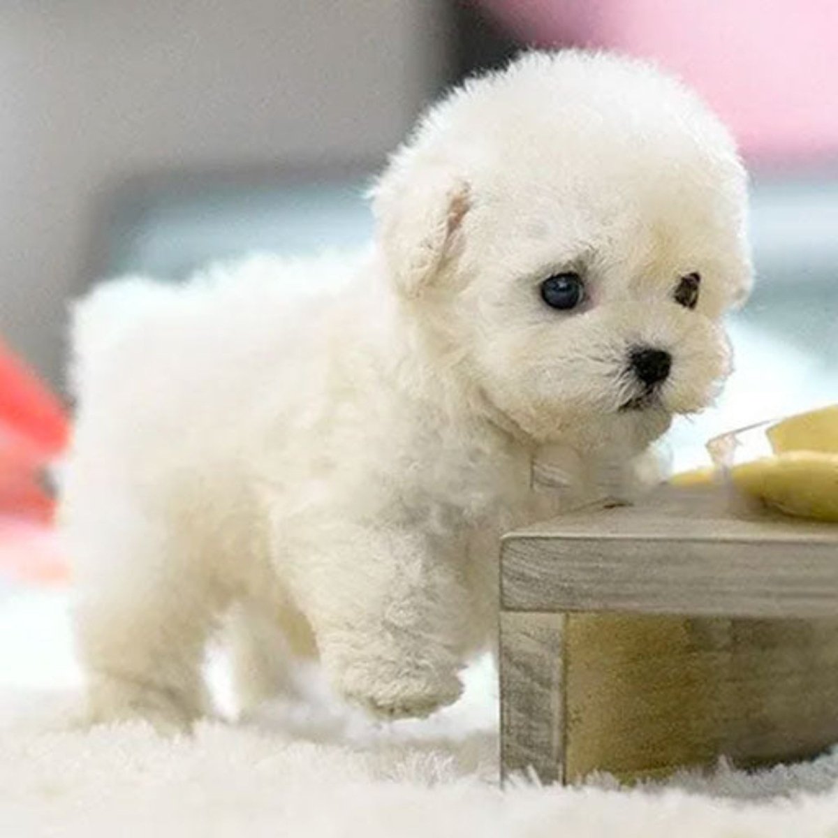 A small white kouvr interactive bichon frise puppy toy by Kouvr Fashion with fluffy fur and big dark eyes.